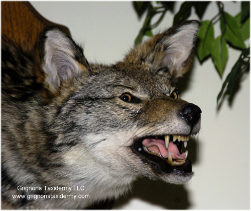 coyote head